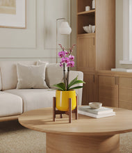 Load image into Gallery viewer, Mustard stand:walnut
