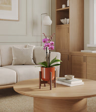 Load image into Gallery viewer, Glossy Red stand:walnut
