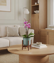 Load image into Gallery viewer, Reactive Aqua stand:walnut
