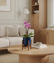 Load image into Gallery viewer, Twilight Blue stand:walnut
