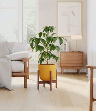 Load image into Gallery viewer, Sunset Orange stand:walnut
