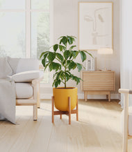 Load image into Gallery viewer, Sunset Orange stand:bamboo
