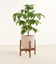 Load image into Gallery viewer, Sandy Pink stand:walnut
