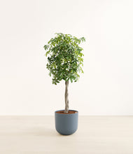 Load image into Gallery viewer, Iron Gray
