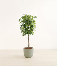 Load image into Gallery viewer, Sage Green
