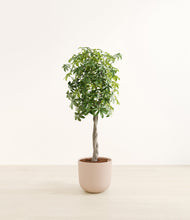 Load image into Gallery viewer, Sandy Pink
