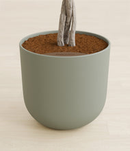 Load image into Gallery viewer, Sage Green stand:all
