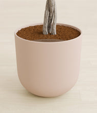 Load image into Gallery viewer, Sandy Pink stand:all
