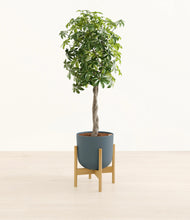 Load image into Gallery viewer, Iron Gray stand:bamboo
