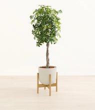 Load image into Gallery viewer, Natural Bamboo stand:bamboo
