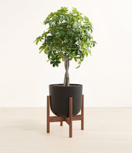 Load image into Gallery viewer, Stone Black stand:walnut
