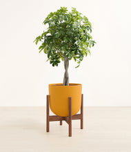 Load image into Gallery viewer, Sunset Orange stand:walnut

