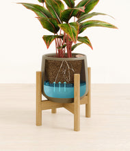 Load image into Gallery viewer, Olive stand:bamboo
