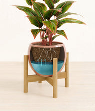 Load image into Gallery viewer, Calm Rose stand:bamboo
