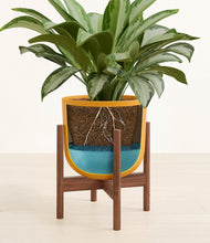 Load image into Gallery viewer, Sunset Orange stand:walnut
