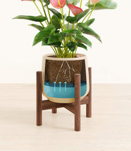 Load image into Gallery viewer, Almond Green stand:walnut
