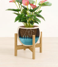 Load image into Gallery viewer, Shiny EggWhite stand:bamboo
