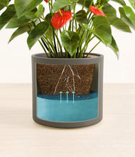 Load image into Gallery viewer, Dark Olive
