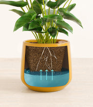 Load image into Gallery viewer, Mustard
