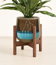 Load image into Gallery viewer, Olive stand:walnut
