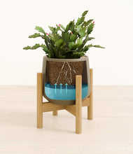 Load image into Gallery viewer, Olive stand:bamboo

