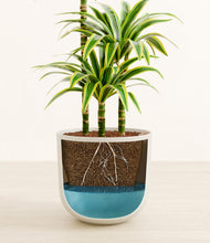 Load image into Gallery viewer, Natural Bamboo
