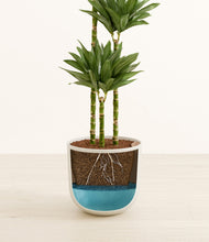 Load image into Gallery viewer, Natural Bamboo
