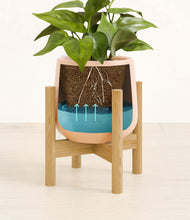 Load image into Gallery viewer, Gentle Pink stand:bamboo
