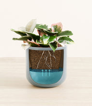 Load image into Gallery viewer, Misty Blue
