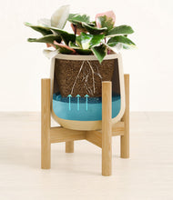 Load image into Gallery viewer, Almond Green stand:bamboo
