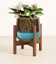 Load image into Gallery viewer, Olive stand:walnut
