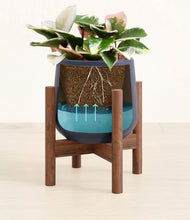 Load image into Gallery viewer, Deep Navy stand:walnut
