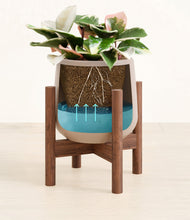 Load image into Gallery viewer, Eternal Gray stand:walnut
