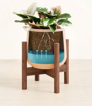 Load image into Gallery viewer, Gentle Pink stand:walnut
