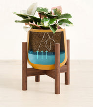 Load image into Gallery viewer, Mustard stand:walnut
