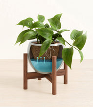 Load image into Gallery viewer, Deep Ocean stand:walnut
