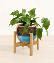 Load image into Gallery viewer, Calm Rose stand:bamboo

