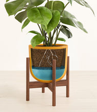 Load image into Gallery viewer, Sunset Orange stand:walnut
