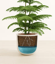 Load image into Gallery viewer, Natural Bamboo stand:all
