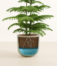 Load image into Gallery viewer, Sage Green stand:all
