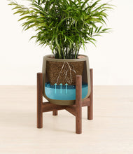 Load image into Gallery viewer, Olive stand:walnut
