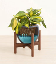 Load image into Gallery viewer, Deep Navy stand:walnut
