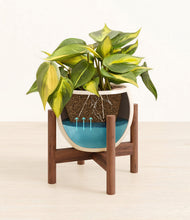 Load image into Gallery viewer, Shiny EggWhite stand:walnut
