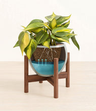 Load image into Gallery viewer, Deep Ocean stand:walnut
