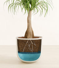 Load image into Gallery viewer, Natural Bamboo
