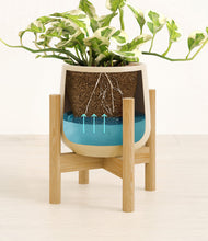 Load image into Gallery viewer, Almond Green stand:bamboo

