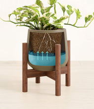 Load image into Gallery viewer, Olive stand:walnut
