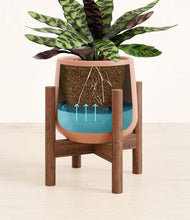 Load image into Gallery viewer, Calm Rose stand:walnut
