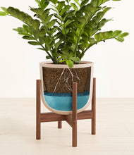 Load image into Gallery viewer, Sandy Pink stand:walnut
