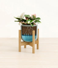 Load image into Gallery viewer, Reactive Aqua stand:bamboo
